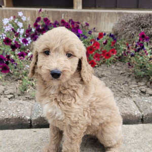 Goldendoodle Puppy Sally