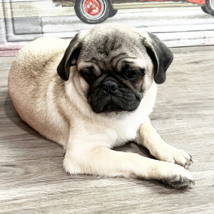 Pug Puppy Marcus