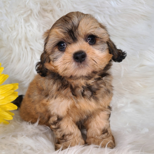 Shihpoo Puppy Echo
