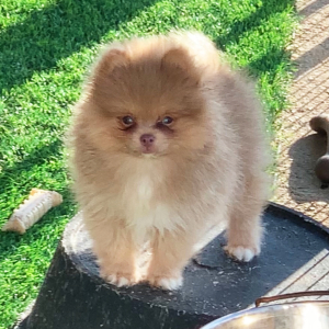 Pomeranian Puppy Preston