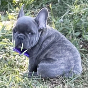 French Bulldog Puppy APOLLO