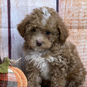 Poodle Puppy Fisher