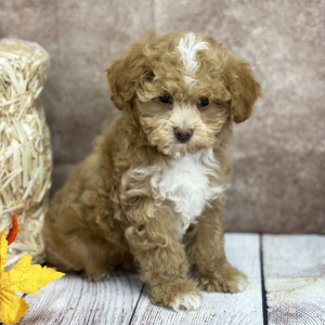 Poodle Puppy Fisher
