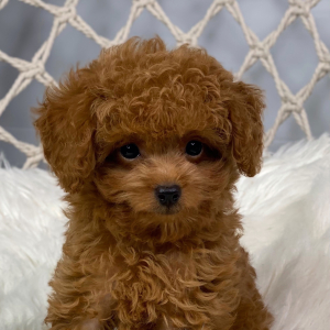 Poodle Puppy Ian