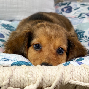 Dachshund Puppy Kayden