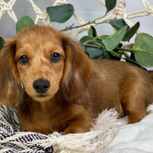 Dachshund Puppy Kayden