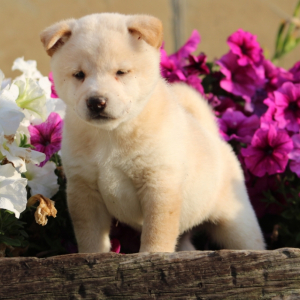 Shiba Inu Puppy Dalton