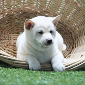 Shiba Inu Puppy Scout