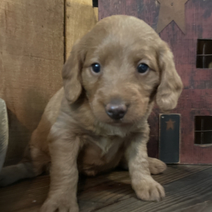 Labradoodle Puppy Mable