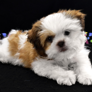Shih Tzu Puppy Tootsie
