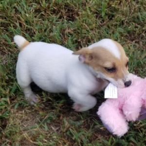 Jack Russell Terrier Puppy Spike