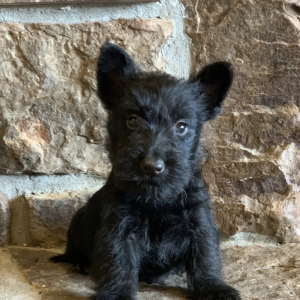 Scottish Terrier Puppy Marvin