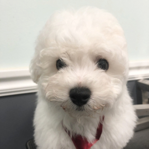 Bichon Frise Puppy Hunter