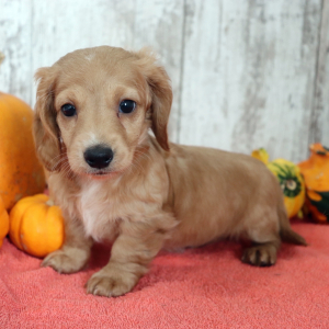 Dachshund Puppy Shiloh