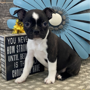 Boston Terrier Puppy Grady
