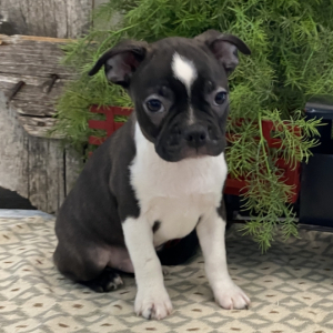 Boston Terrier Puppy Grady