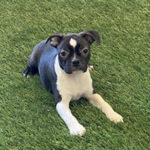 Boston Terrier Puppy Grady