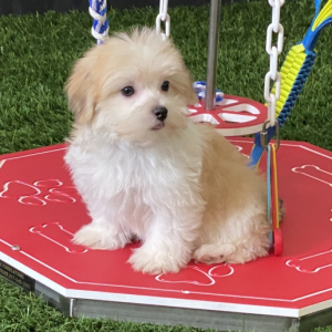 Havanese Puppy Scooter