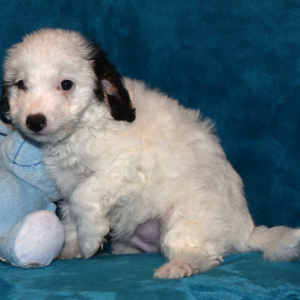 Aussiedoodle Puppy Luke