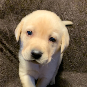 Labrador Retriever Puppy Loui