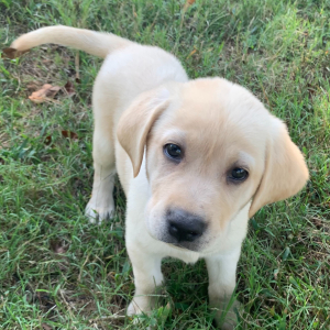 Labrador Retriever Puppy Loui