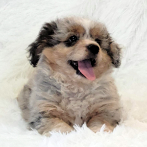 Aussiedoodle Puppy Zander