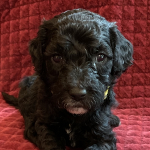 Goldendoodle Puppy Schroeder