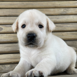 Labrador Retriever Puppy Garth