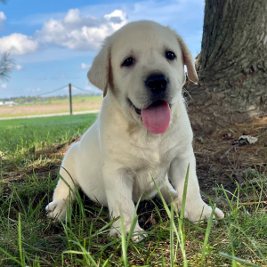 Labrador Retriever Puppy Garth