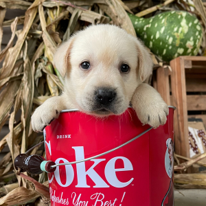 Labrador Retriever Puppy Heath