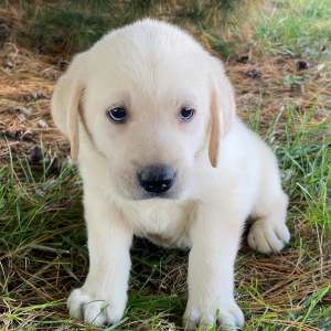 Labrador Retriever Puppy Heath