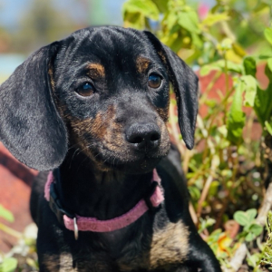 Dachshund Puppy Jessi Lynn