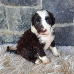 Portuguese Water Dog Puppy Benji