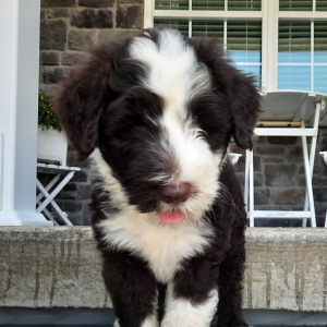 Portuguese Water Dog Puppy Benji