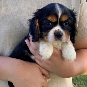 Cavalier King Charles Spaniel Puppy Kol