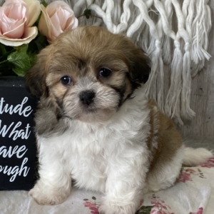 Havashu Puppy Vivian