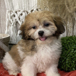 Havashu Puppy Vivian