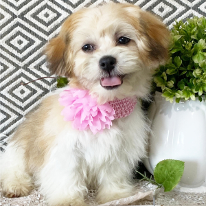 Havashu Puppy Vivian