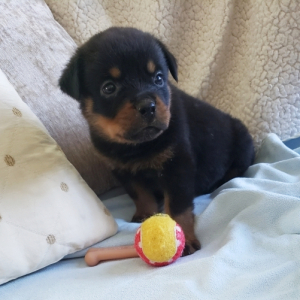 Rottweiler Puppy Fiona