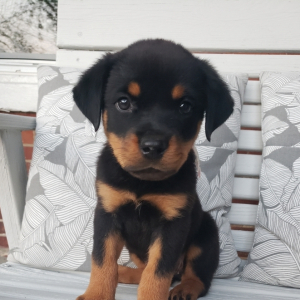 Rottweiler Puppy Fiona