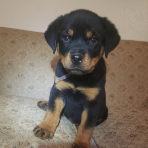 Rottweiler Puppy Fiona