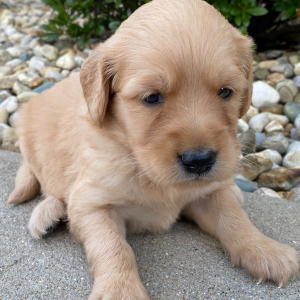 Goldendoodle Puppy Macy
