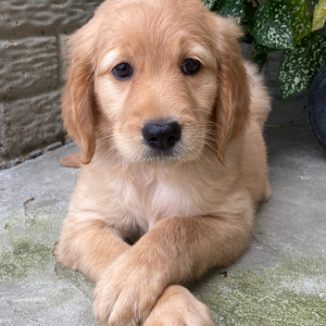 Goldendoodle Puppy Macy