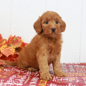 Goldendoodle Puppy Maggie.