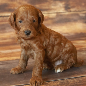 Goldendoodle Puppy Connor