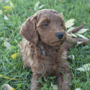 Goldendoodle Puppy Connor