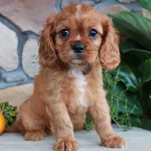 Cavalier King Charles Spaniel Puppy Rainbow