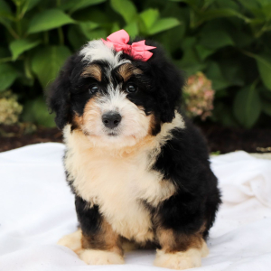 Bernedoodle Puppy Calli