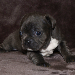 French Bulldog Puppy Razzle