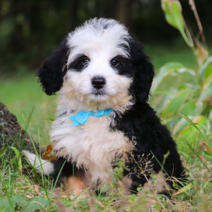 Bernedoodle Puppy Milo
